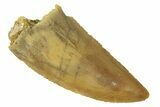 Serrated, Raptor Tooth - Real Dinosaur Tooth #294600-1